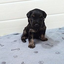 Boy 2 - Black and silver male Miniature Schnauzer puppy in Kannapolis, North Carolina from Schnauzer Affinity