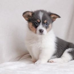 American Corgi and Pembroke Welsh Corgi Puppies from Elk Ridge Corgis