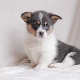 American Corgi and Pembroke Welsh Corgi Puppies from Elk Ridge Corgis