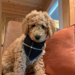 Goldendoodle Puppies from Lundee Doodles