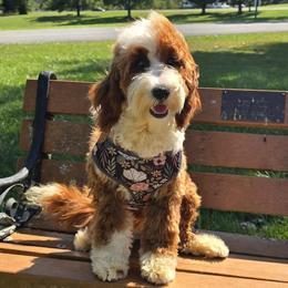 Reign - Goldendoodle