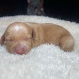 Lumi - Cream female Dachshund puppy in Washburn, Tennessee from Clinch Mountain Dachshunds