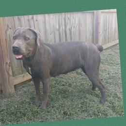 Daisy - Cane Corso