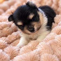 Tri 1 - Tri-colored male Pomeranian puppy in Harrah, Oklahoma from Sunshines Pomeranians & Cavapoos