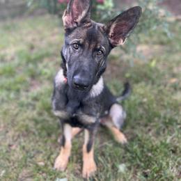 Toast - Sable German Shepherd puppy in Bartlett, Tennessee from Paws Of Germany