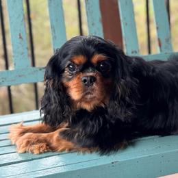 Milo - Cavalier King Charles Spaniel