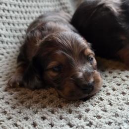 Winston - Cream male Dachshund puppy in Yacolt, Washington from Cassiopeia Doxies