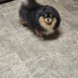 Rayne - Blue and tan female Pomeranian puppy in Meherrin, Virginia from Traveling Poms