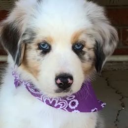 Australian Shepherd Puppies from Oak Tree Aussie Farms