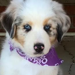 Australian Shepherd Puppies from Oak Tree Aussie Farms