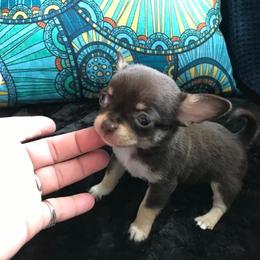 Chihuahua Puppies from Chilove Chihuahuas