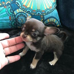 Chihuahua Puppies from Chilove Chihuahuas