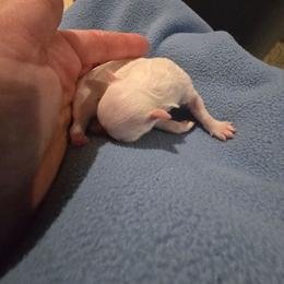 Lennox - White male Maltese puppy in Ludington, Michigan from OT Maltese & Co
