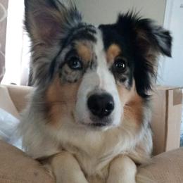 Kaia - Australian Shepherd