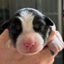Boy 3 - Black tri male Miniature Australian Shepherd puppy in Saco, Maine from Wags Family Aussies