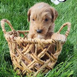 Goldendoodle Puppies from Lauralyn's Goldendoodles