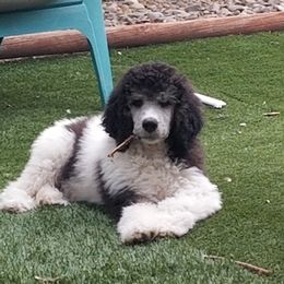 Poodle All Grown Up from Canine Magic Poodles