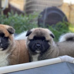 Akita Puppies from Excel Shu-Ku Akitas