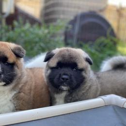 Akita Puppies from Excel Shu-Ku Akitas