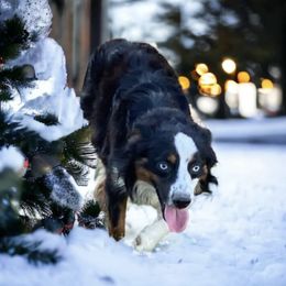 Ollie - Toy Australian Shepherd