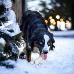 Ollie - Toy Australian Shepherd