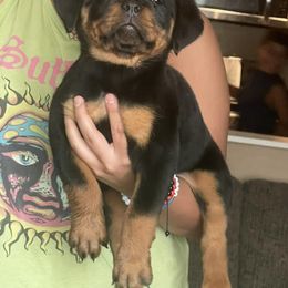 Rottweiler and Toy Shetland Sheepdog Puppies from Mountain High Kennels