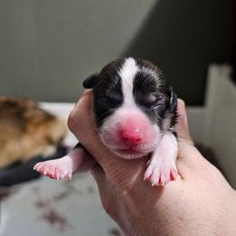 Boy 2 - Sable male Pembroke Welsh Corgi puppy in Washington from Castle View Royal Rumps
