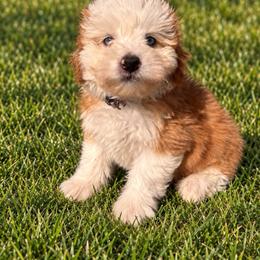 Amy - Red female Bernedoodle puppy in Rose Hill, North Carolina from Red Door Canines