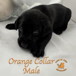 Orange Collar Male - Black male Labrador Retriever puppy in Greater Houston Area, Texas from Coram Deo Retrievers