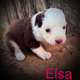 Elsa - Red tri female Miniature Australian Shepherd puppy in Idalou, Texas from Lonesome Pine Mini Aussies