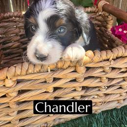 Chandler - Black tri-color male Aussiedoodle puppy in Bakersfield, California from Annie's Aussies