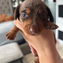 Brownie - Chocolate and tan male Dachshund puppy in Tomball, Texas from Gutierrez House of Doxies