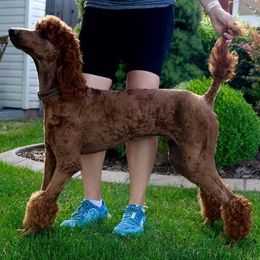 Diesel - Poodle