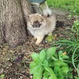 Pomeranian Puppies from POMS USA