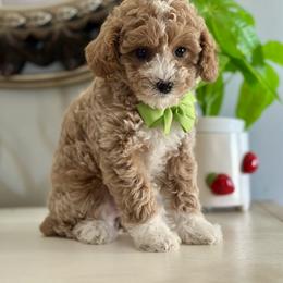 Goldendoodle and Poodle Puppies from Deerly Poodles