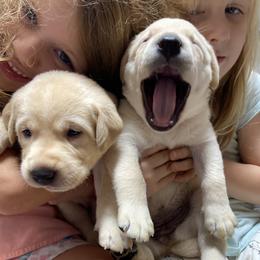 Labrador Retriever Puppies from The Homestead at Little Creek