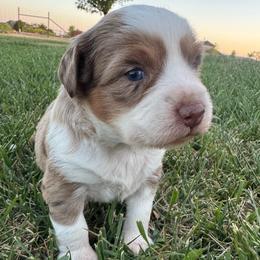 Boy 2 - Red merle male Miniature Australian Shepherd puppy in Amarillo, Texas from Duclops Ranch Aussies