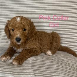 Pink Collar Girl - Apricot female Goldendoodle puppy in Pasadena, Texas from Knightsbane Standard Poodles