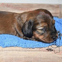 Light blue - Red male Dachshund puppy in Seminary, Mississippi from Down South Mavericks Dachshunds
