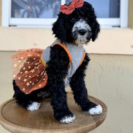 Luna - Black female Goldendoodle puppy in Miami, Florida from Jade’s Paws & Co. Of Miami LLC