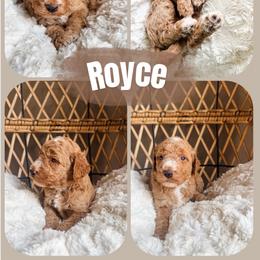 Royce - Red  male Goldendoodle puppy in Brookville, Pennsylvania from Woodland Mountain Doodles