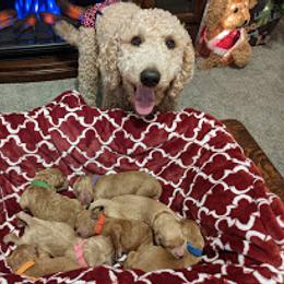 Goldendoodle Puppies from Lu Doodles