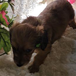 Dachshund Puppies from CLARK'S BREEDING PROGRAM