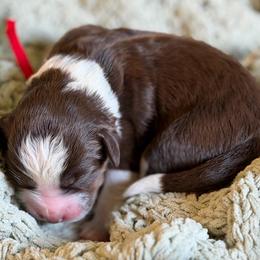 Thyme (red collar) - Red tri-color male Aussiedoodle puppy in Mouth Of Wilson, Virginia from HoneyBunn Doodle Co.