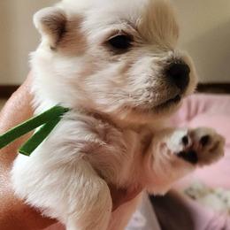 Green - White female West Highland White Terrier puppy in Vermilion, Ohio from Snowy Mountain West Highland White Terriers