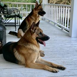 German Shepherd All Grown Up from Angel Oak German Shepherds