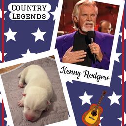 Kenny Rodgers - White male Pomsky puppy in Venus, Pennsylvania from Hemlock Pines Pomsky