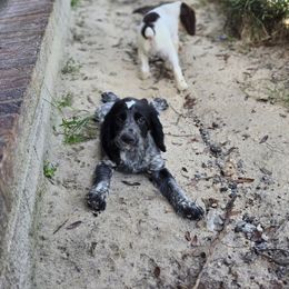 Boykin Spaniel and English Springer Spaniel Puppies from 31 Pines Springers & Retrievers