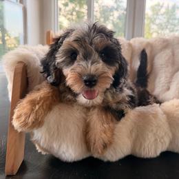 Maple - Blue merle female Sheepadoodle puppy in North Royalton, Ohio from Johnson's Doodles