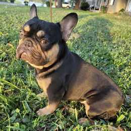 French Bulldogs from Top of the Line Frenchies